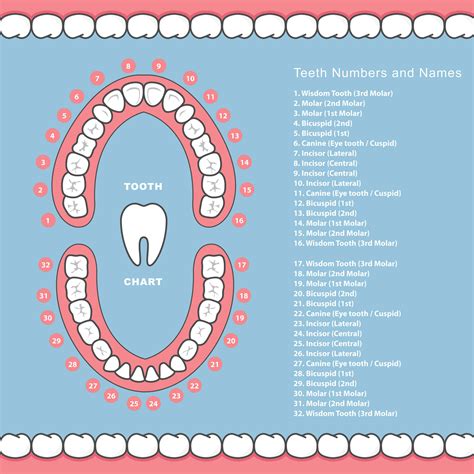 Diagram Of Dental Numbering Of Teeth