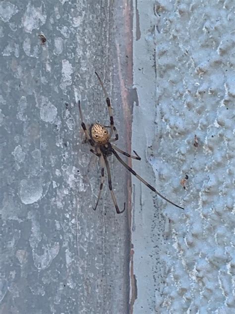 San Gabriel Valley, LA County : r/whatsthisbug