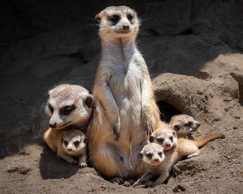 Baby Meerkats Debut at LA Zoo – NBC Los Angeles