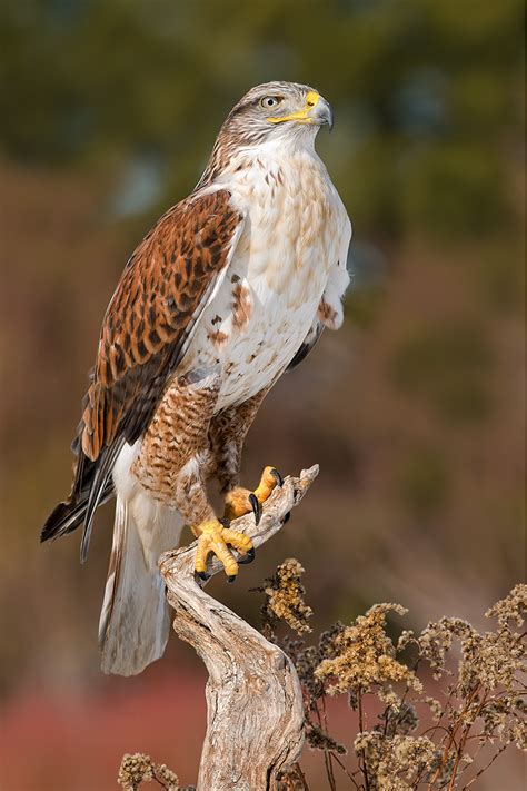 Birds of prey – Mike Lentz Nature Photography