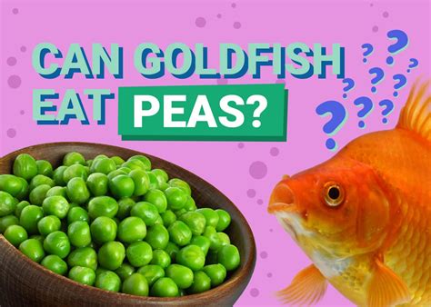 Can Goldfish Eat Peas? What You Need To Know! | Pet Keen