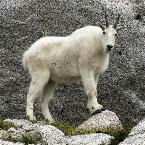 Mountain goat - Wikipedia