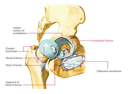 Hip Joint – Earth's Lab