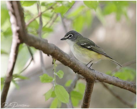 Blue-headed Vireo – A Thousand Acres of Silphiums