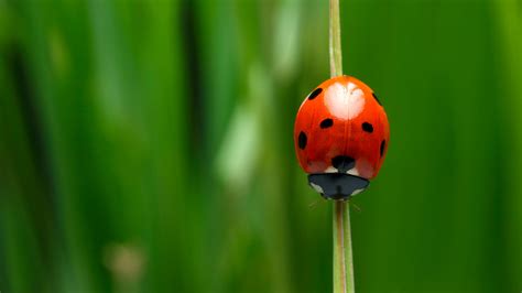 Ladybug | San Diego Zoo Animals & Plants