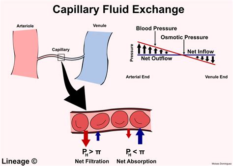 Capillary Fluid Exchange - USMLE Strike