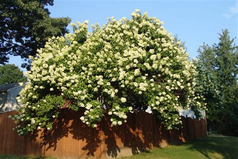 Scott Arboretum | Hydrangea paniculata