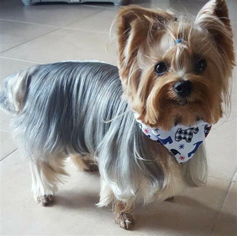 30+ Best Morkie Haircuts (2024 Guide) - Female Morkie Haircuts