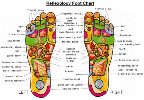 Reflexology Foot Chart