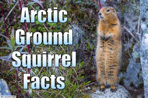 Arctic Ground Squirrel Facts, Pictures & Information: Longest Hibernation