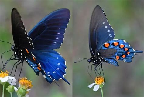 40 Different types of beautiful Blue Butterfly species - EnviEarth