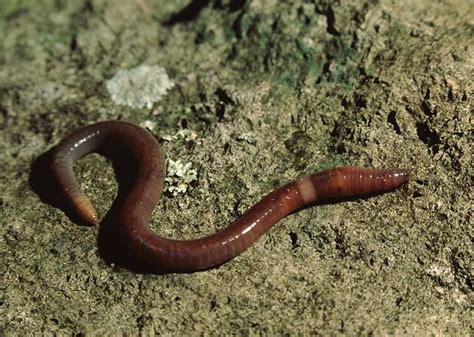 Different Types of Earthworms with Pictures & Facts | Trees.com