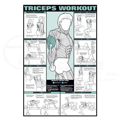 Triceps Workout Fitness Chart 0CHNFC6B | Full Circle Padding