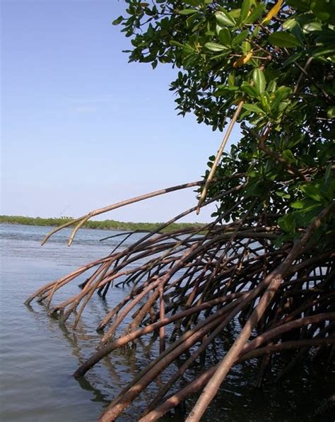 NATURAL VEGETATION: Adaptations of mangroves