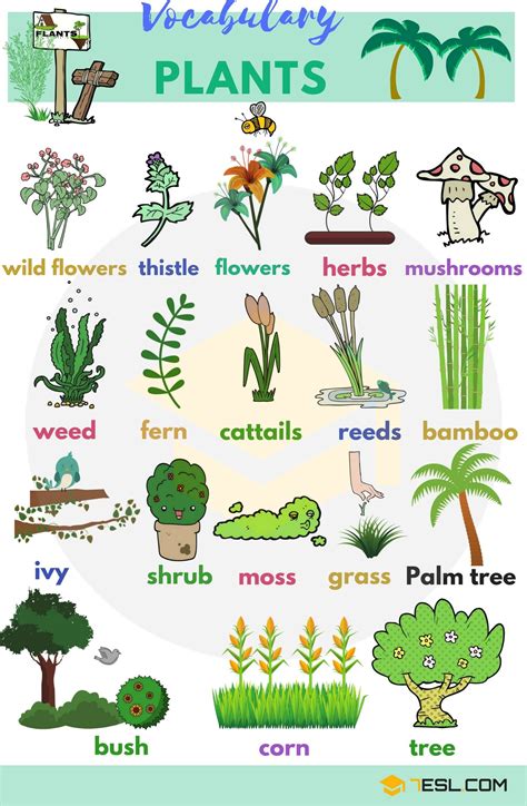 Plant Names and List of Plants and Trees with Pictures • 7ESL | Plants ...