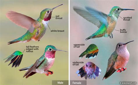 Hummingbird Guide Catalog – Nature Blog Network