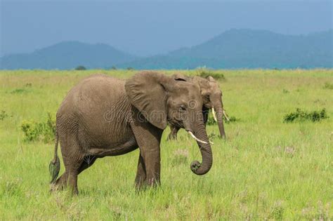 Wild African Elephants Eating Leaves Stock Photo - Image of tanzania ...