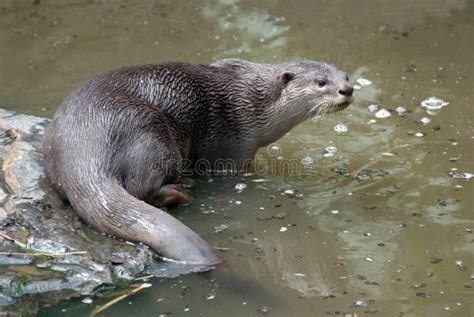 Smooth Coated Otter stock photo. Image of endangered - 14898370