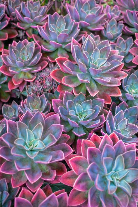 Beautiful Succulent Plants, Echeveria Succulents Stock Photo - Image of ...