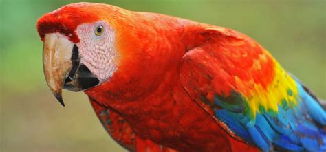 macaw, Parrot, Bird, Tropical, 65 Wallpapers HD / Desktop and Mobile ...