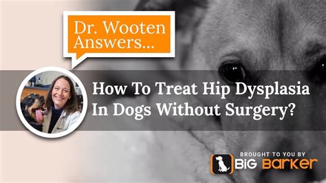 How To Treat Hip Dysplasia In Dogs Without Surgery? | Dr. Wooten ...