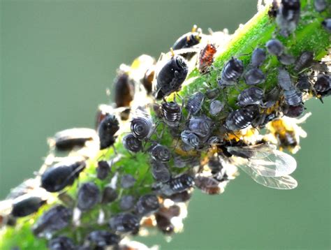 Black Aphids - What Are They and How to Kill Them - With Pictures