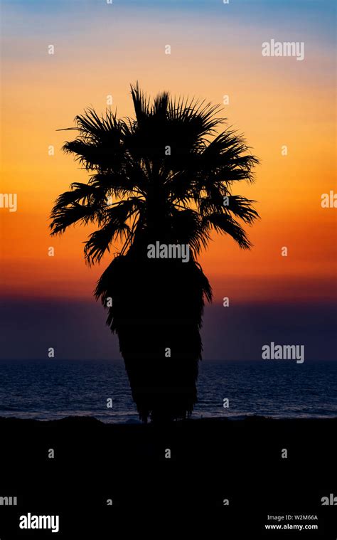 Beach palm tree silhouette Stock Photo - Alamy