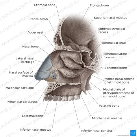 Nasal conchae: Anatomy, structure and function | Kenhub