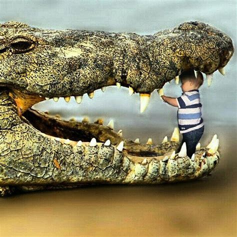 #crocodile #alligator #teeth #baby Photograph by Kevin Zoller | Fine ...