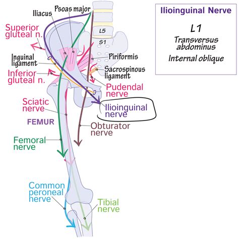 Gross Anatomy Glossary: Ilioinguinal nerve | ditki medical & biological ...