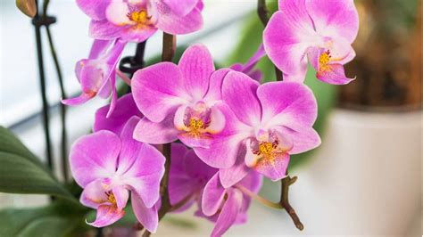 How to Easily Grow and Care for Phalaenopsis Orchids Indoors | Planet ...