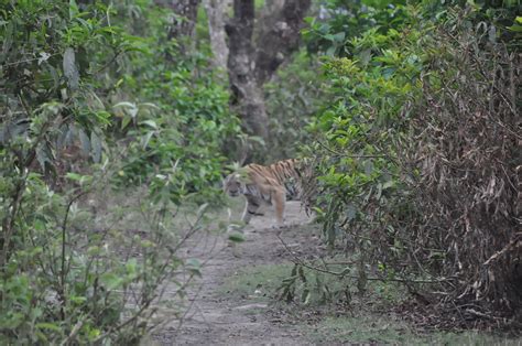 Terai Wildlife Tour - explorenepal