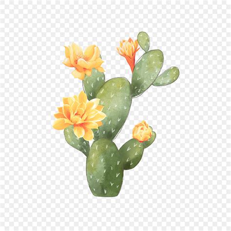 Cactus Desert PNG Picture, Watercolor Cactus Blooming Desert Plant ...