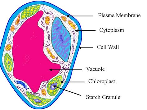 Medical Pictures Info – Cell Wall