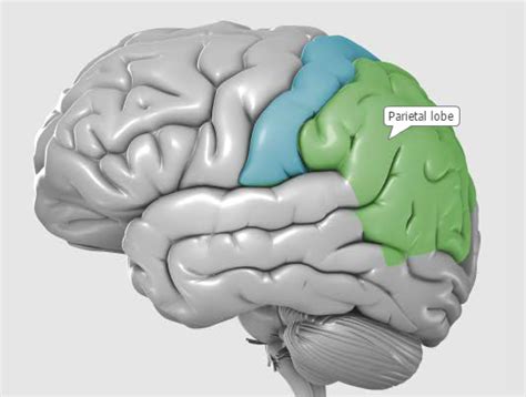 Parietal Lobe Brain Injury | Head Injuries | BrainAndSpinalCord.org