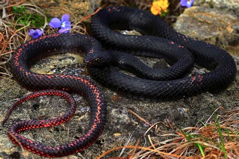 Black Snakes in Florida (11 Species With Pictures) - Wildlife Informer