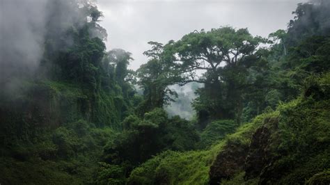 Congo Rainforest - Cool Earth