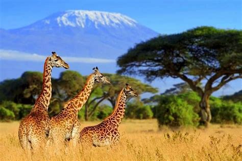 Best Safari In South Africa: Into 15 African Wildest Corners