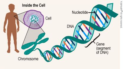 Genes and Genetics (for Teens) - Children's Mercy Hospital