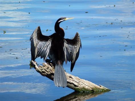 86 best Australian Water Birds images on Pinterest | Aqua, Ballerinas ...