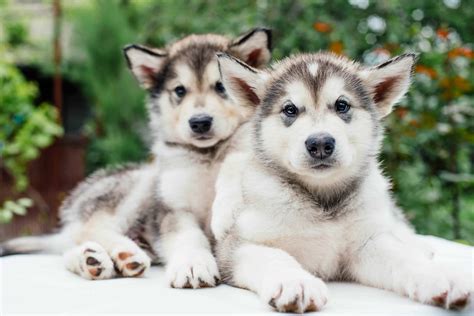 Alaskan Malamute Dog Breed Info with Photos & Videos