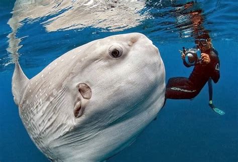 Ocean Sunfish - Fishes World - HD Images & Free Photos