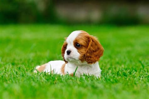 How Much Does a Cavalier King Charles Spaniel Cost? Puppy Prices & Expenses