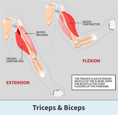 Triceps Tendonitis | Florida Orthopaedic Institute