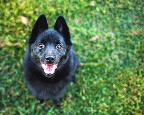 Schipperke Terrier Mix Anything Terrier