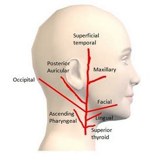 External Carotid Artery and Its branches – Medchrome