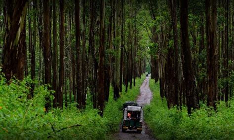 Muthanga Wildlife Sanctuary Wayanad | MY WAYANAD