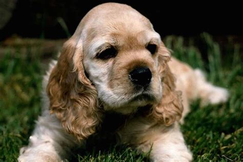 Sporting Dogs - List of all sporting dog breeds - K9 Research Lab