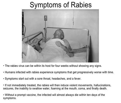 Rabies Virus- Causes, Symptoms, Treatment, Diagnosis and Prevention ...