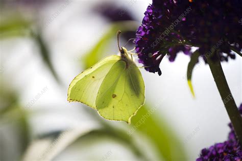 Male brimstone butterfly - Stock Image - Z355/1892 - Science Photo Library